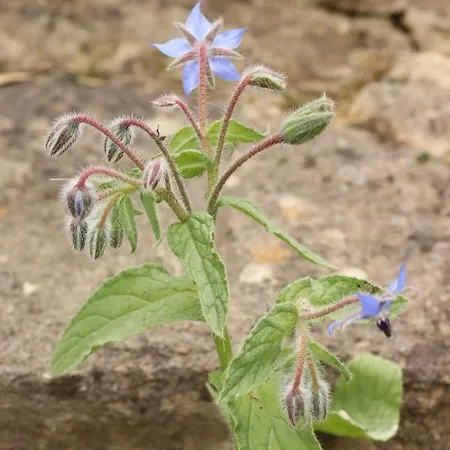 Lägenhet Haus Mona *