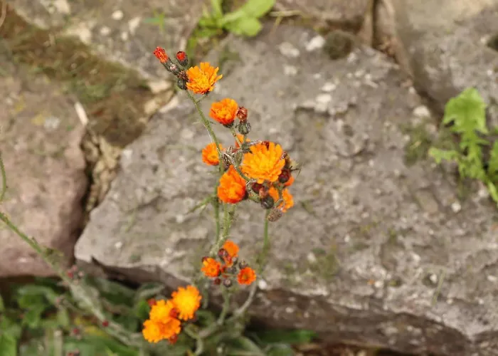 Haus Mona Apartamento *