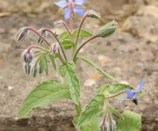 아파트 Haus Mona *